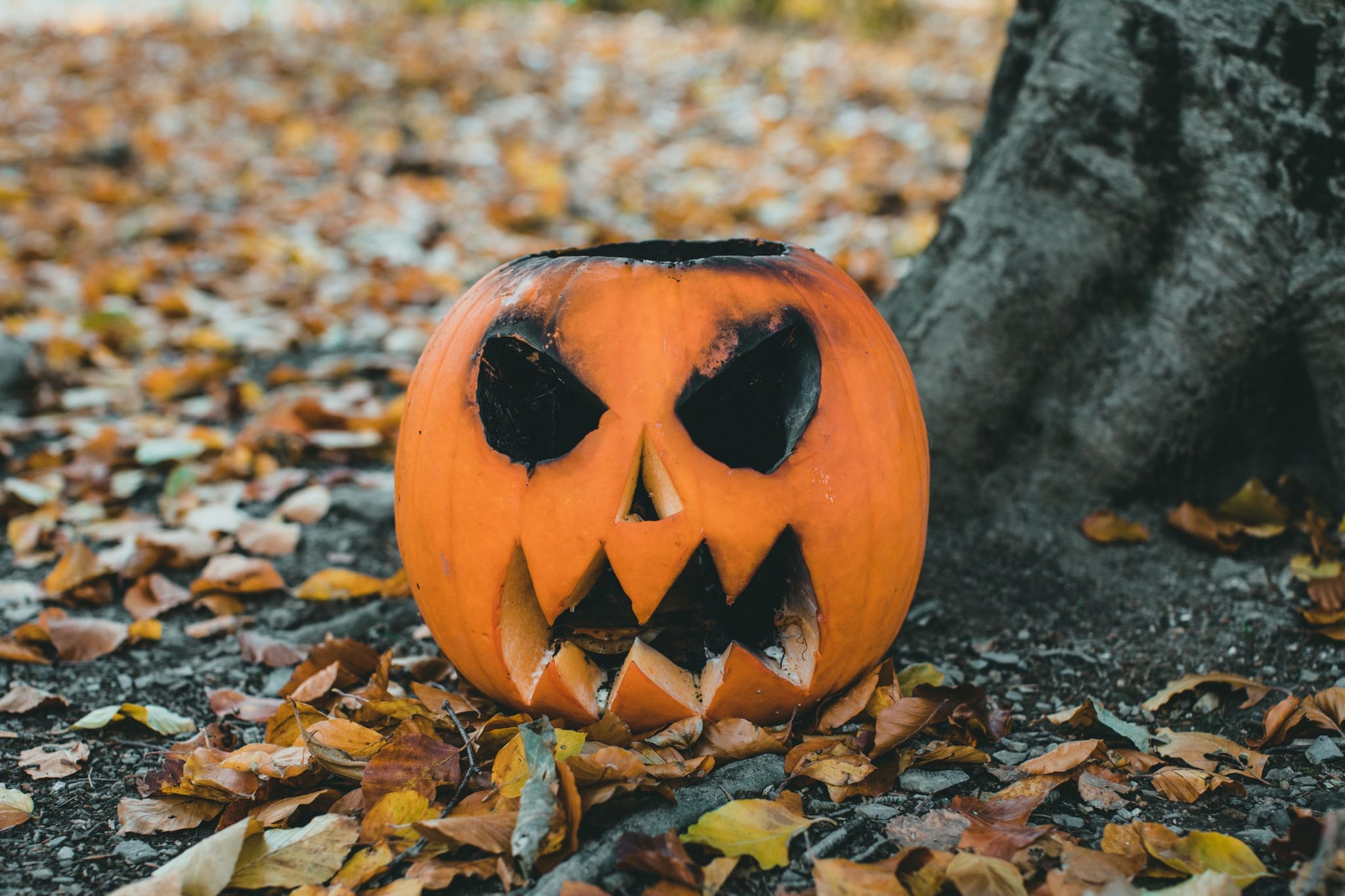 Carved pumpkin in autumn leaves