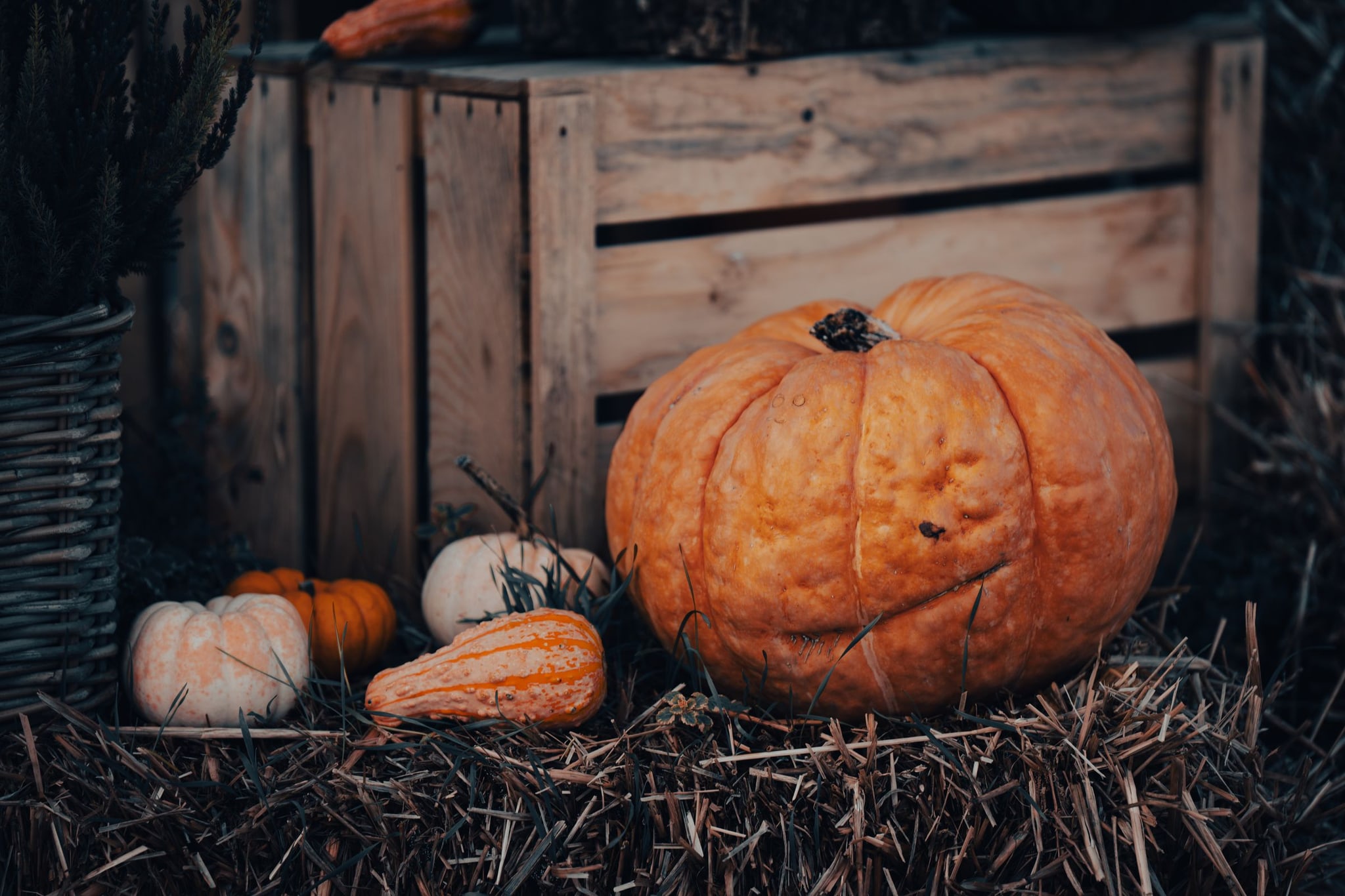Autumn pumpkin display on hay