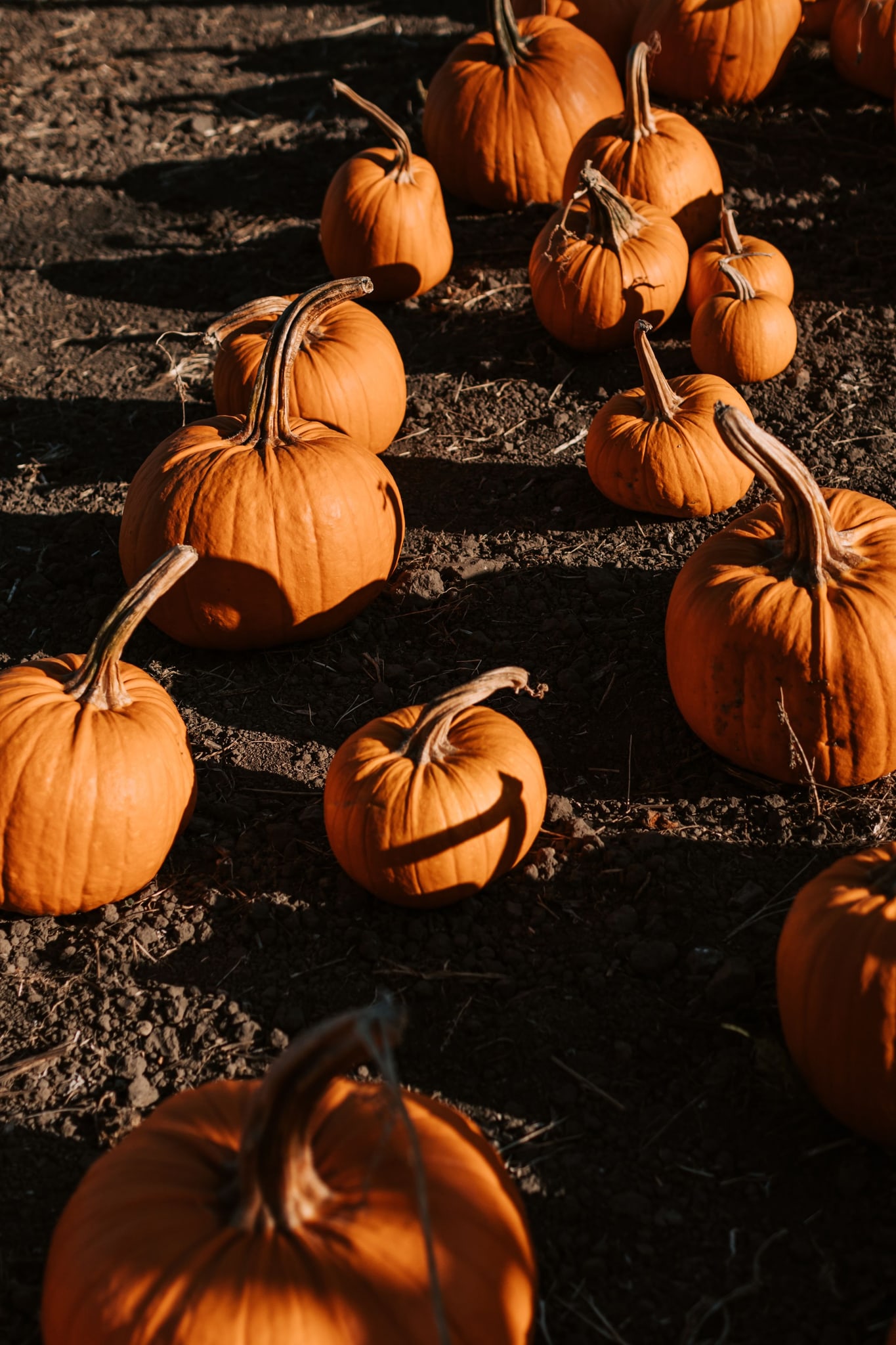 Pumpkin patch field