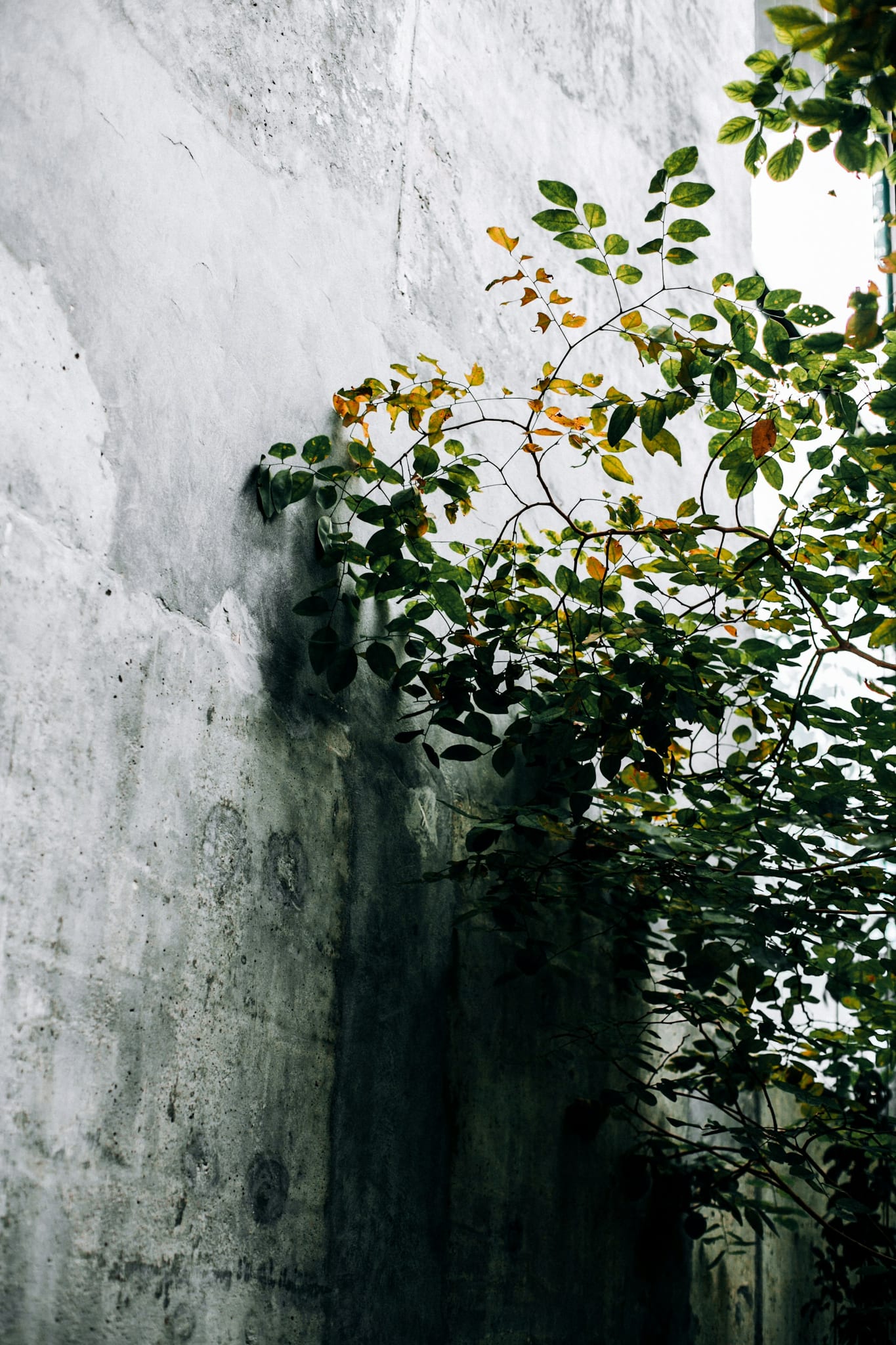 Urban nature. Who's the stronger in that story?
