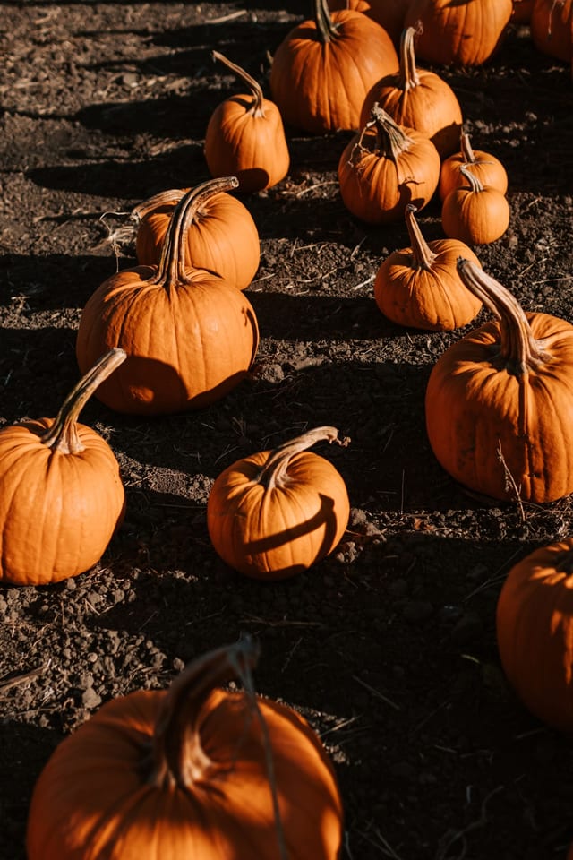 Pumpkin patch field