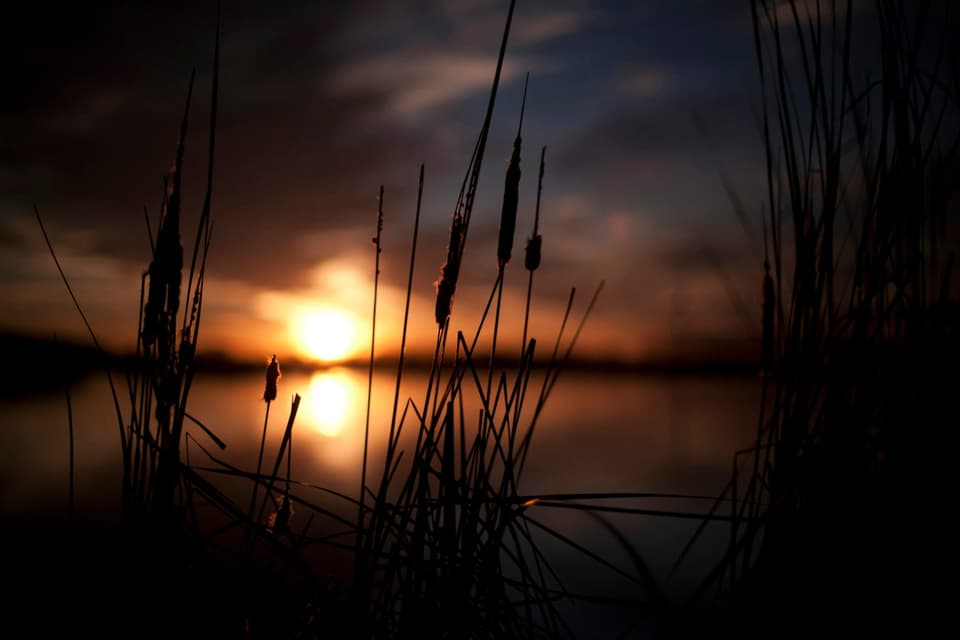Tall grass silhouette at sunset
