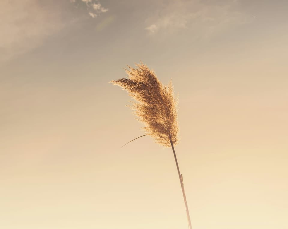 Lone ear of wheat