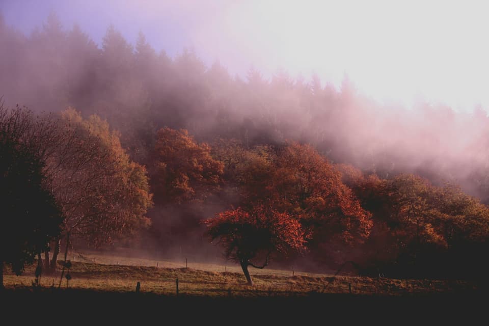 Pink mist over orange trees