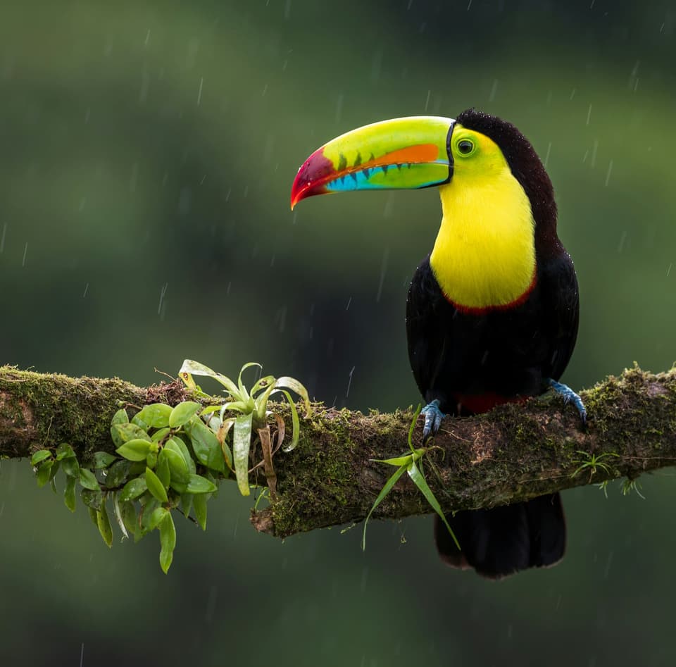 Keel-billed Toucan
