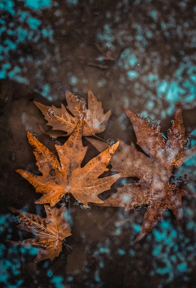 Life is a dream, and autumn is a dream within another dream...